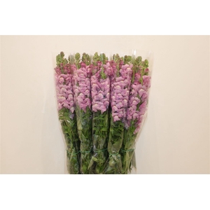 Antir Overig Lavender