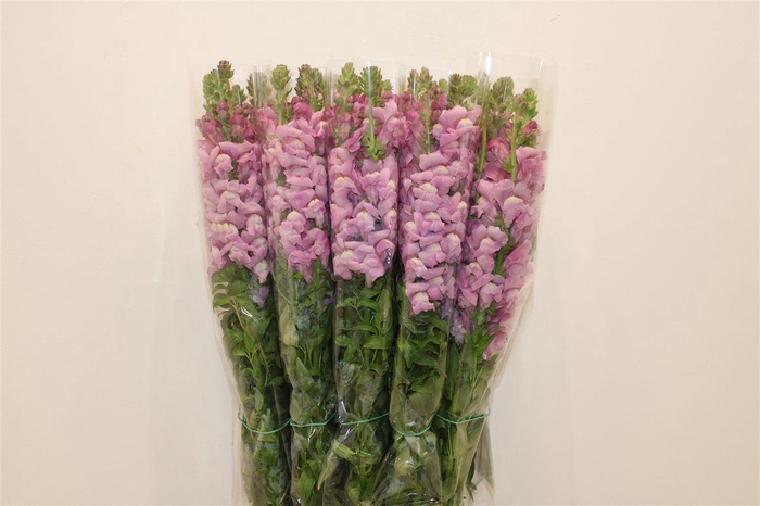 <h4>Antir Overig Lavender</h4>