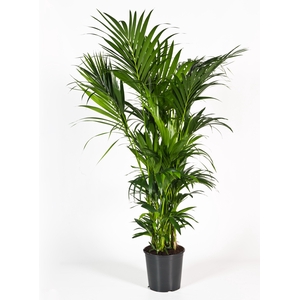 Howea forsteriana 200cm (Kentia)