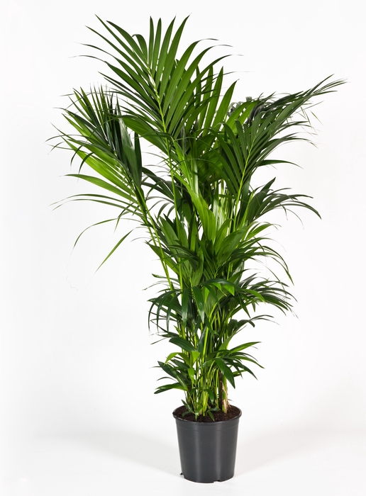 <h4>Howea forsteriana 200cm (Kentia)</h4>