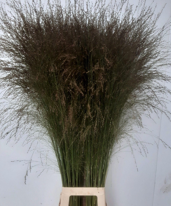 <h4>PANIC VI THUNDERCLD</h4>