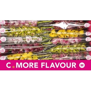 Mini cymbidium 'Mix 60 cm'