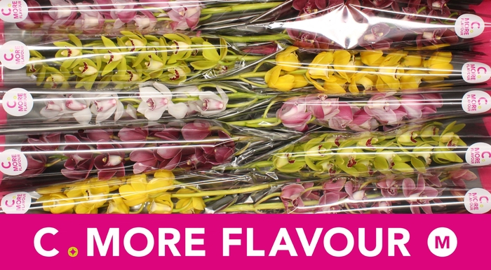 <h4>Mini cymbidium 'Mix 60 cm'</h4>