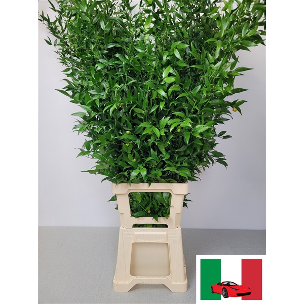 <h4>RUSCUS PER TAK</h4>