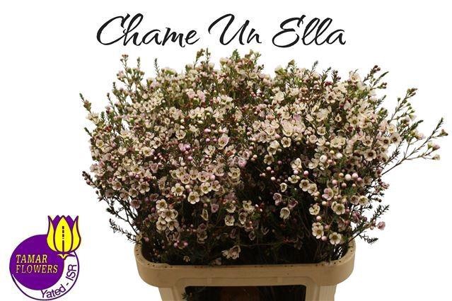 <h4>CHAME UN ELLA</h4>