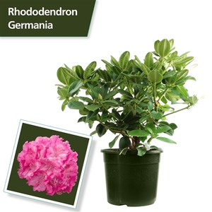 Rhodo. 'Germania' pink