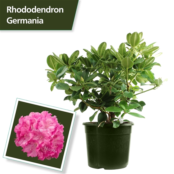 <h4>Rhodo. 'Germania' pink</h4>