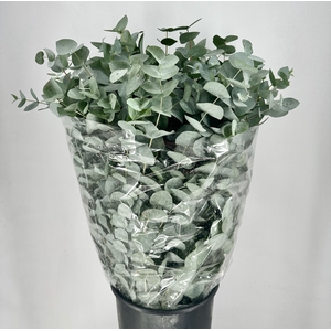 Leaf eucalyptus cinerea da vinci per bunch