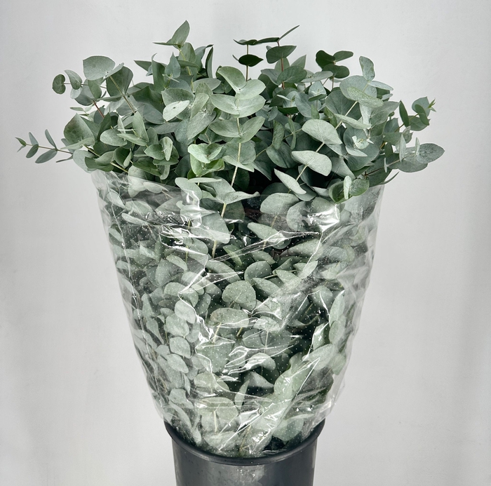 <h4>Leaf eucalyptus cinerea da vinci per bunch</h4>