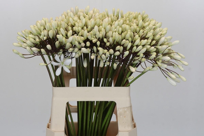 <h4>Agapanthus Barcelona</h4>