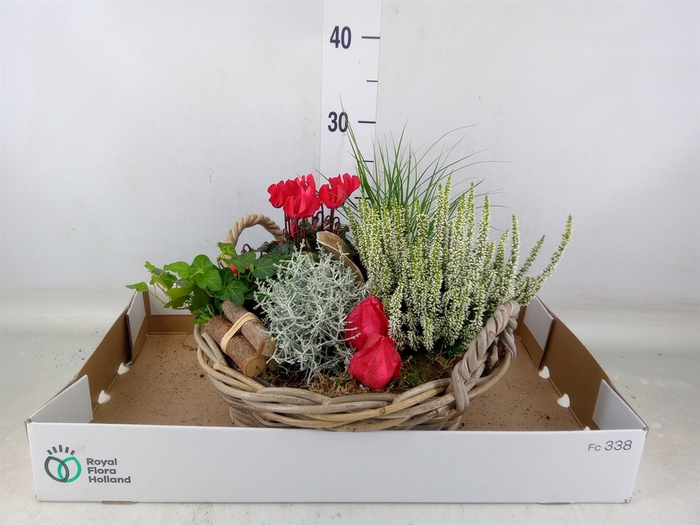 <h4>Arr.   Tuinplanten L%</h4>