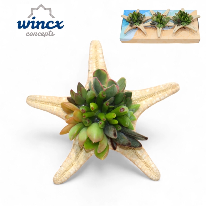 Concepts® - Uniqueshells 'starfish' (m) Concepts®