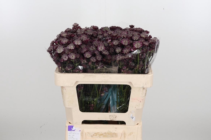 <h4>Astr Star Of Love</h4>