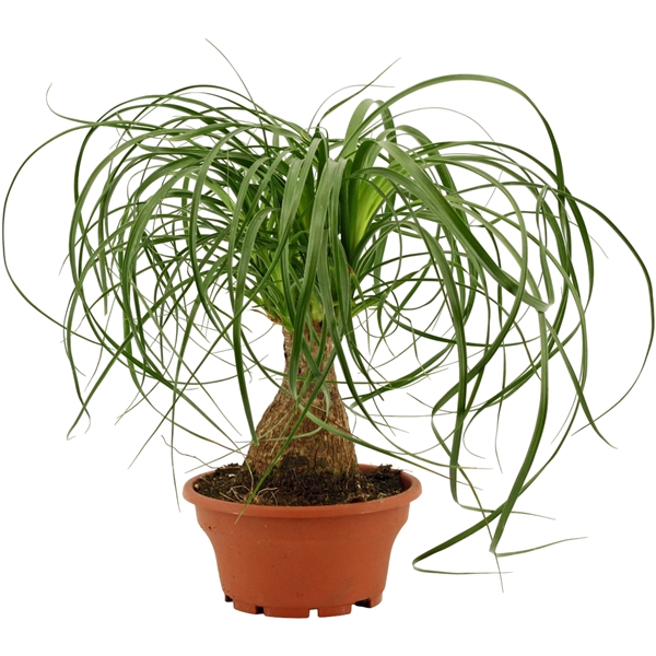 <h4>Beaucarnea recht 16 cm schaal</h4>