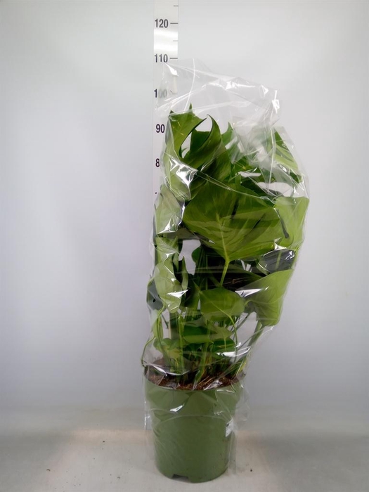 <h4>Monstera delic.</h4>