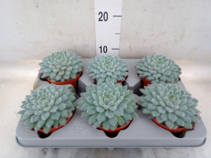<h4>Echeveria setosa</h4>