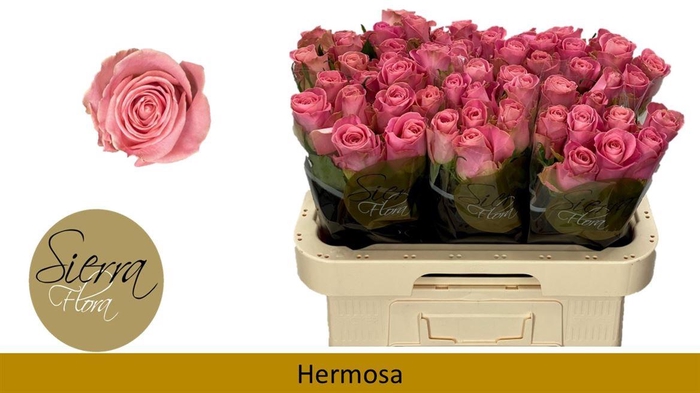 <h4>R Gr Hermosa+</h4>