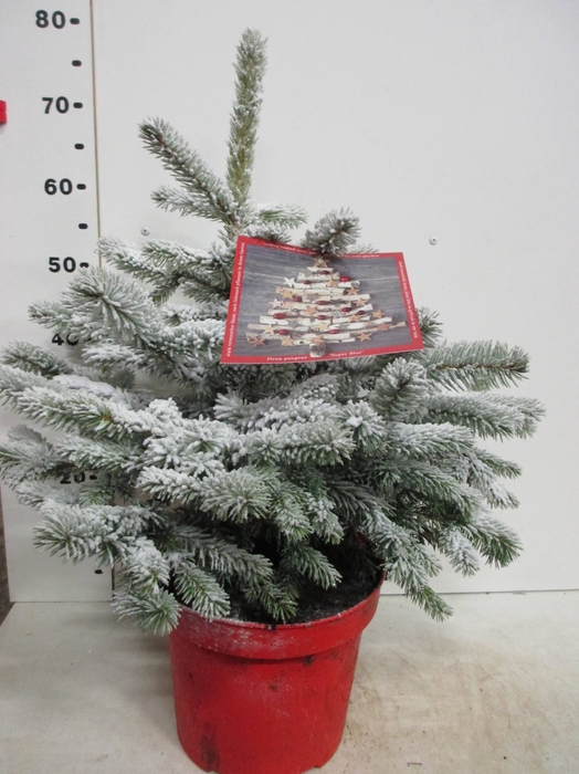 <h4>PICEA PU SUPER BLUE</h4>