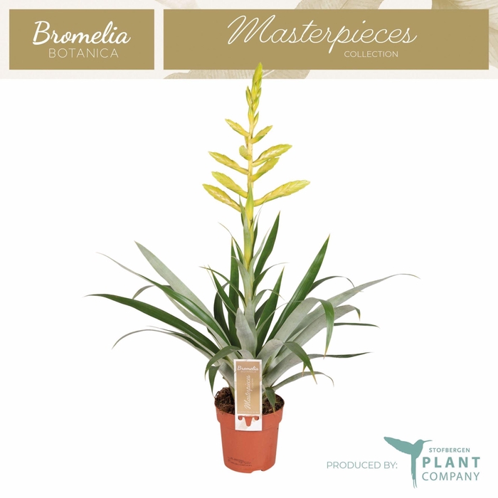 <h4>Tillandsia oerstediana</h4>