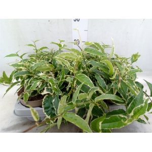Ficus sagittata