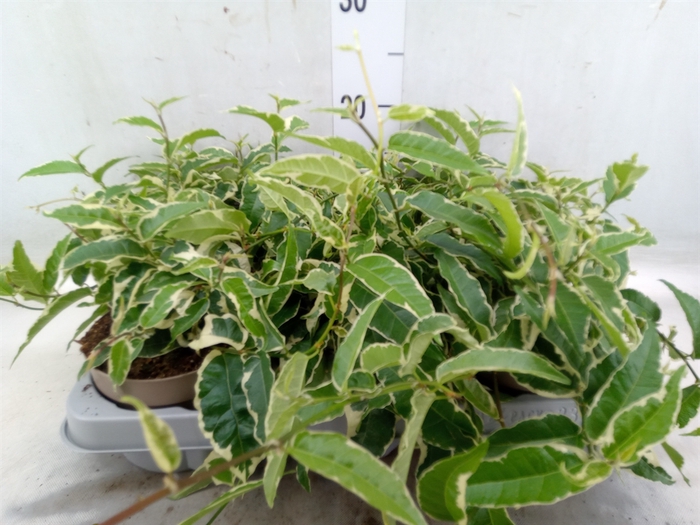 <h4>Ficus sagittata</h4>
