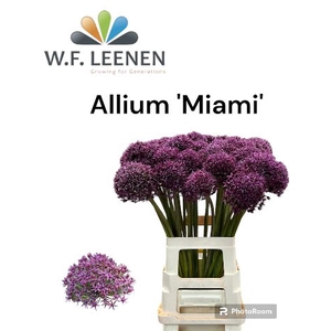ALLIUM  MIAMI