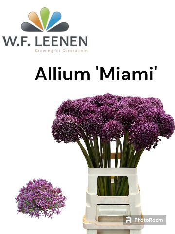 <h4>ALLIUM  MIAMI</h4>
