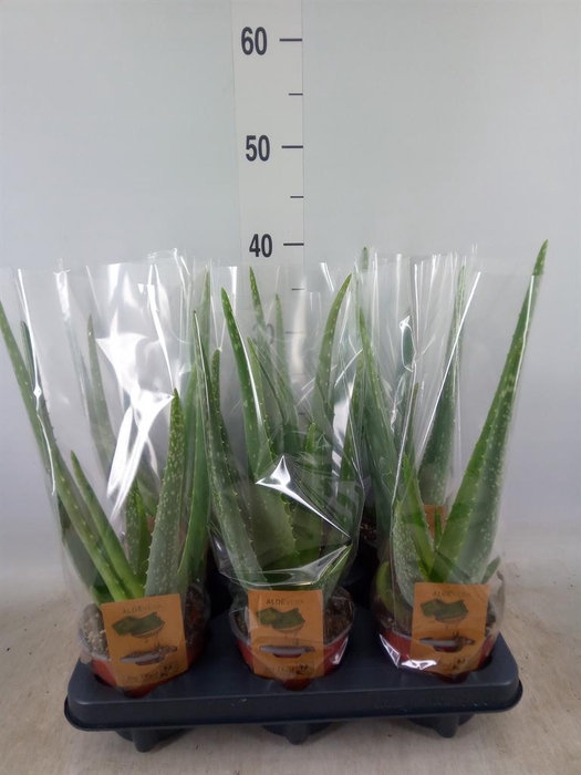 <h4>Aloe vera</h4>