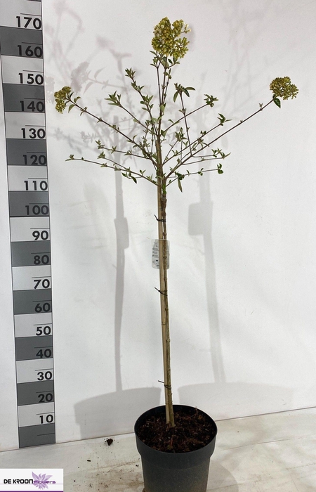 <h4>VIBU ESKIMO</h4>