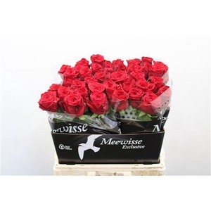 R Gr Red Naomi 60cm Exclusive 2-3