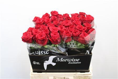 <h4>R Gr Red Naomi 60cm Exclusive 2-3</h4>
