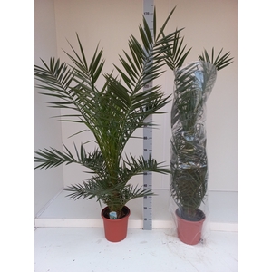 PHOENIX CANARIENSIS