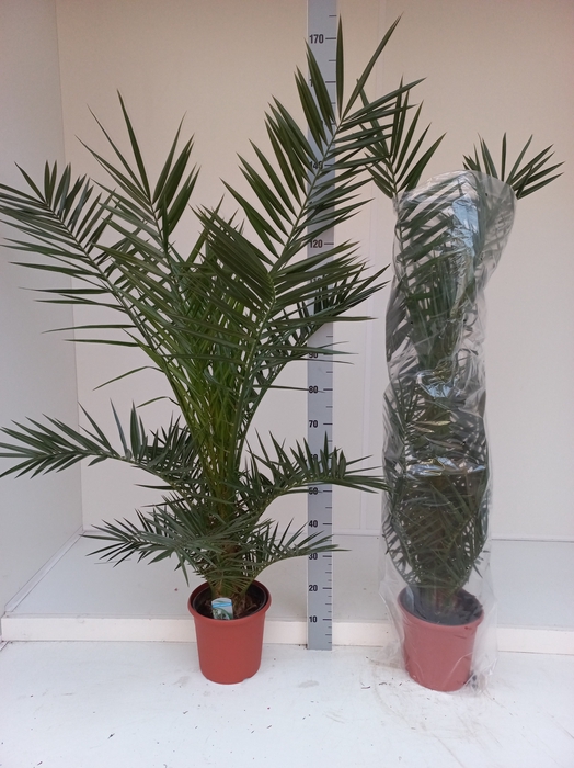 <h4>PHOENIX CANARIENSIS</h4>