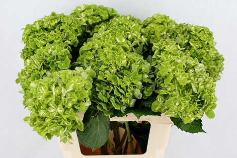 <h4>Hydr. m Clover variegat</h4>