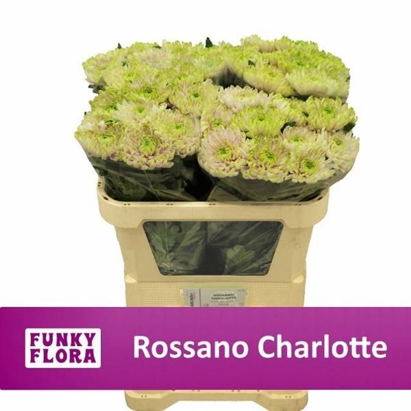 <h4>CHR G ROSS CHARLOTTE</h4>