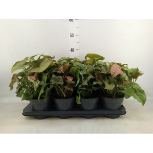 Syngonium   ...