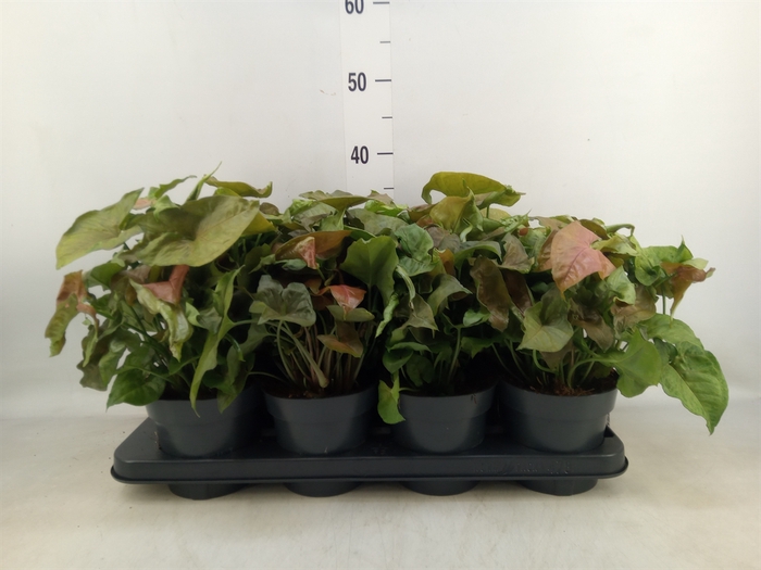 <h4>Syngonium   ...</h4>