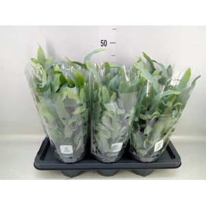 Phlebodium aureum 'Blue Star'