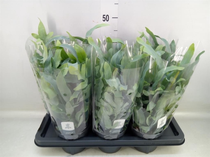 <h4>Phlebodium aureum 'Blue Star'</h4>