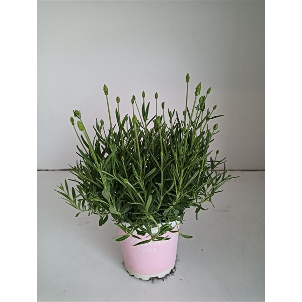 <h4>Lavendel Lavandula rosea roze</h4>