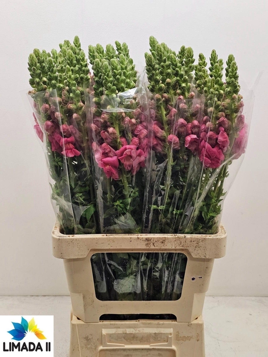 <h4>ANTIR POTO PINK</h4>