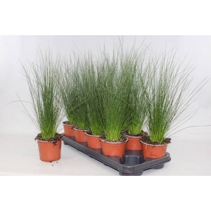 JUNCUS PENC GRASS