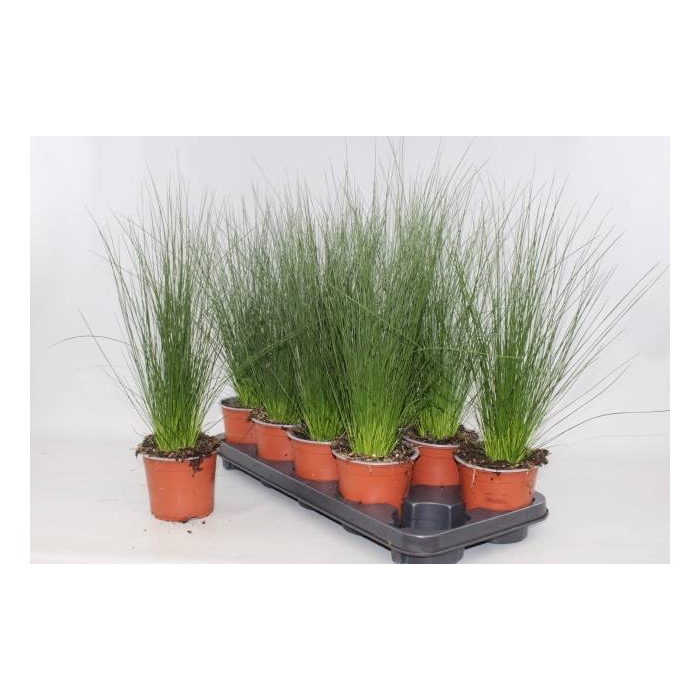 <h4>JUNCUS PENC GRASS</h4>
