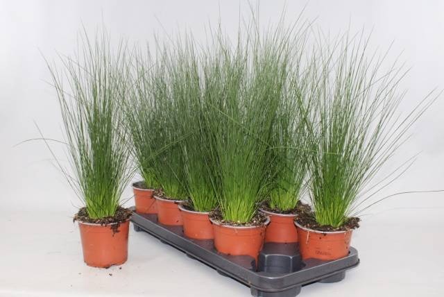 JUNCUS PENC GRASS