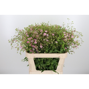Saponaria Overig