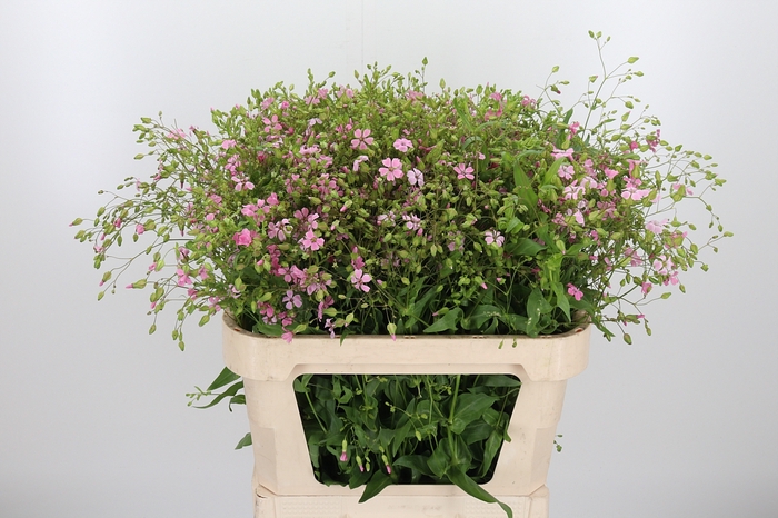 <h4>Saponaria Overig</h4>