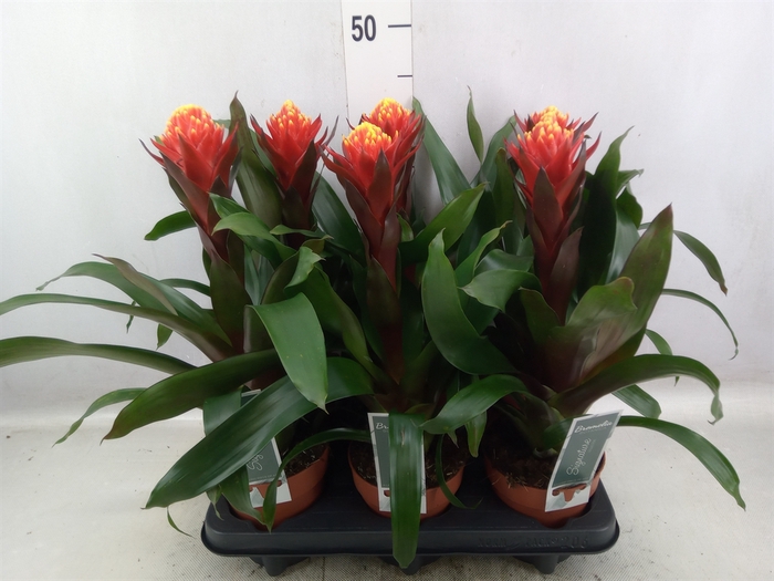 <h4>Guzmania  'Happyness'</h4>