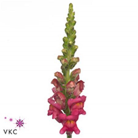 <h4>Antir Poto Cherry Twist</h4>