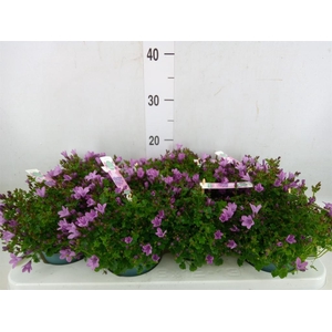 Campanula  'Ambella Pink'