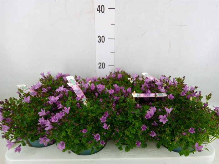<h4>Campanula  'Ambella Pink'</h4>